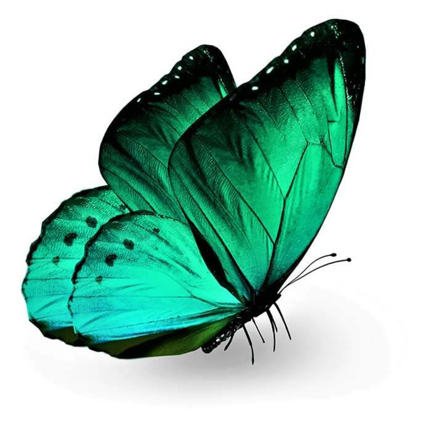 wond Reageer Bont Dieren full colour, Groene vlinder – dm-athome