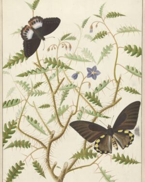 Hermanus de Wit, Een bloesemende struik met twee uitheemse vlinders